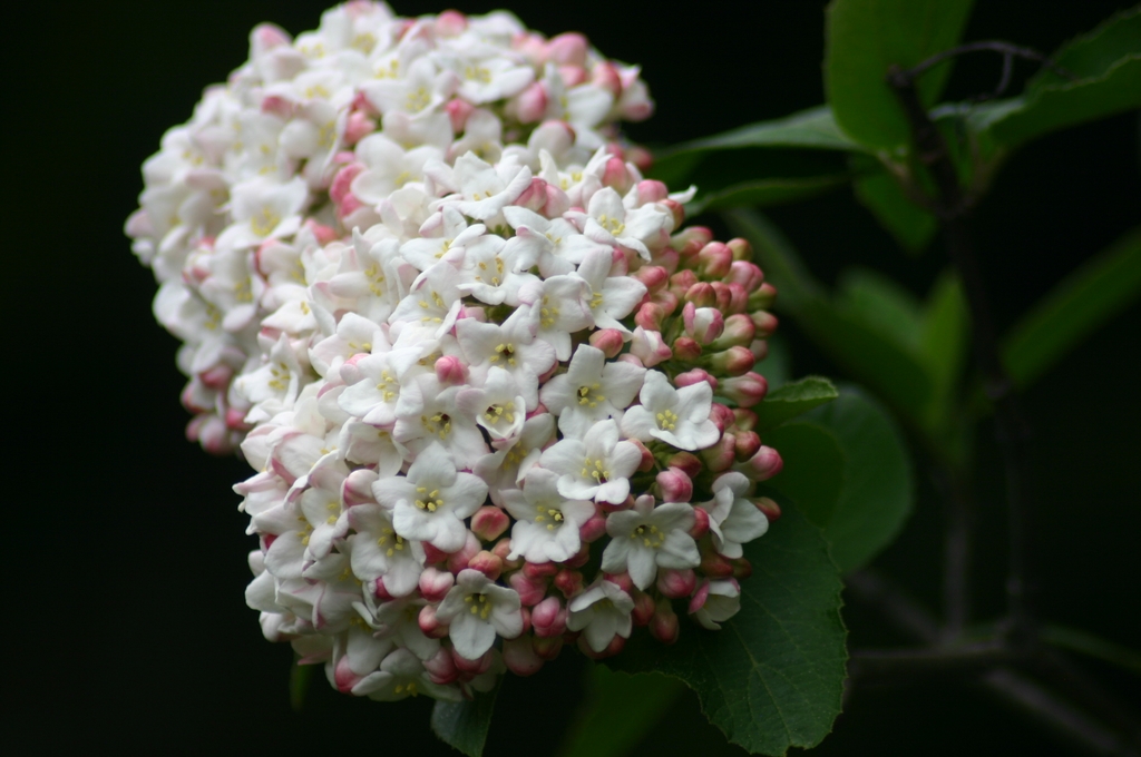 Viburnum x carlcephalum