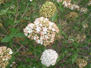 Viburnum x carlcephalum