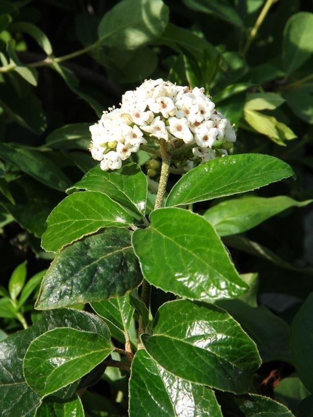 Viburnum x carlcephalum 'Chesapeake'