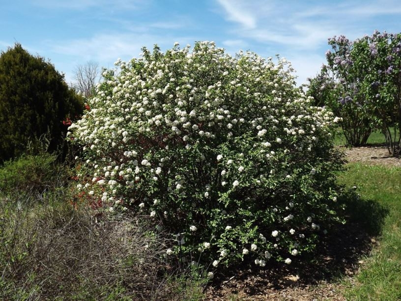 Viburnum x carlcephalum 'Chesapeake'