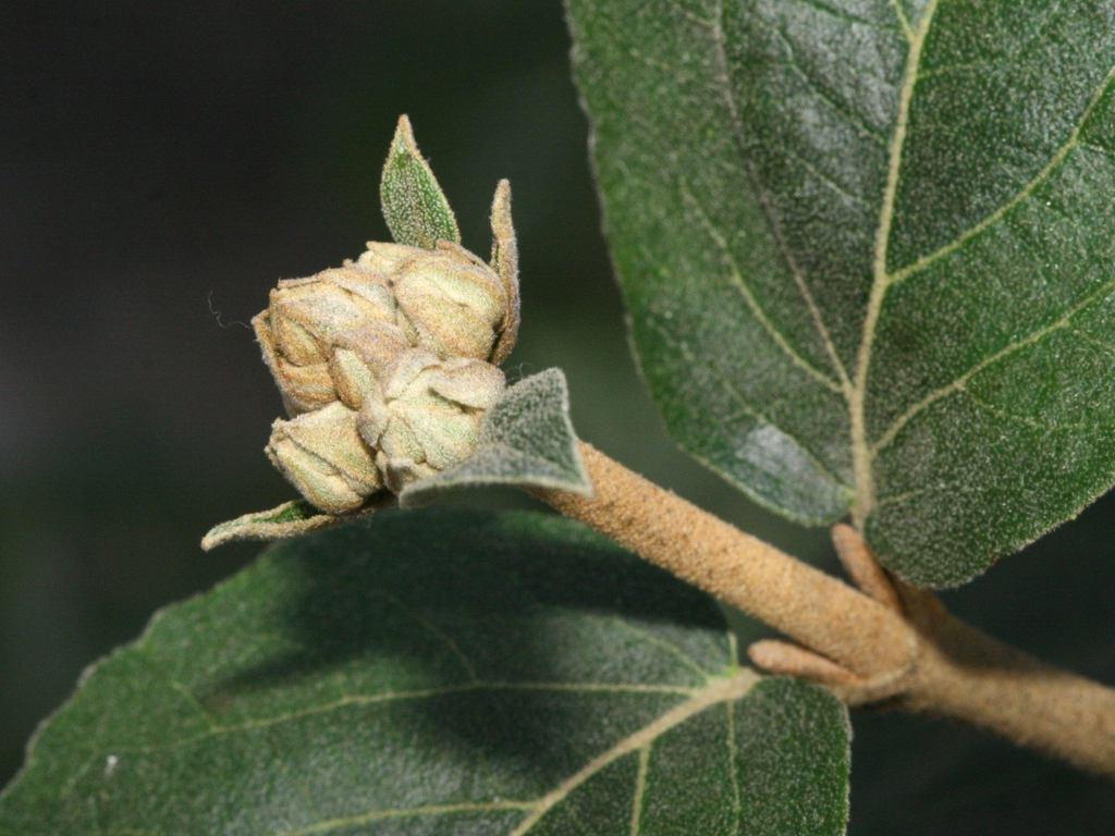 Stem and buds
