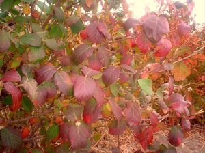 Viburnum x carlcephalum