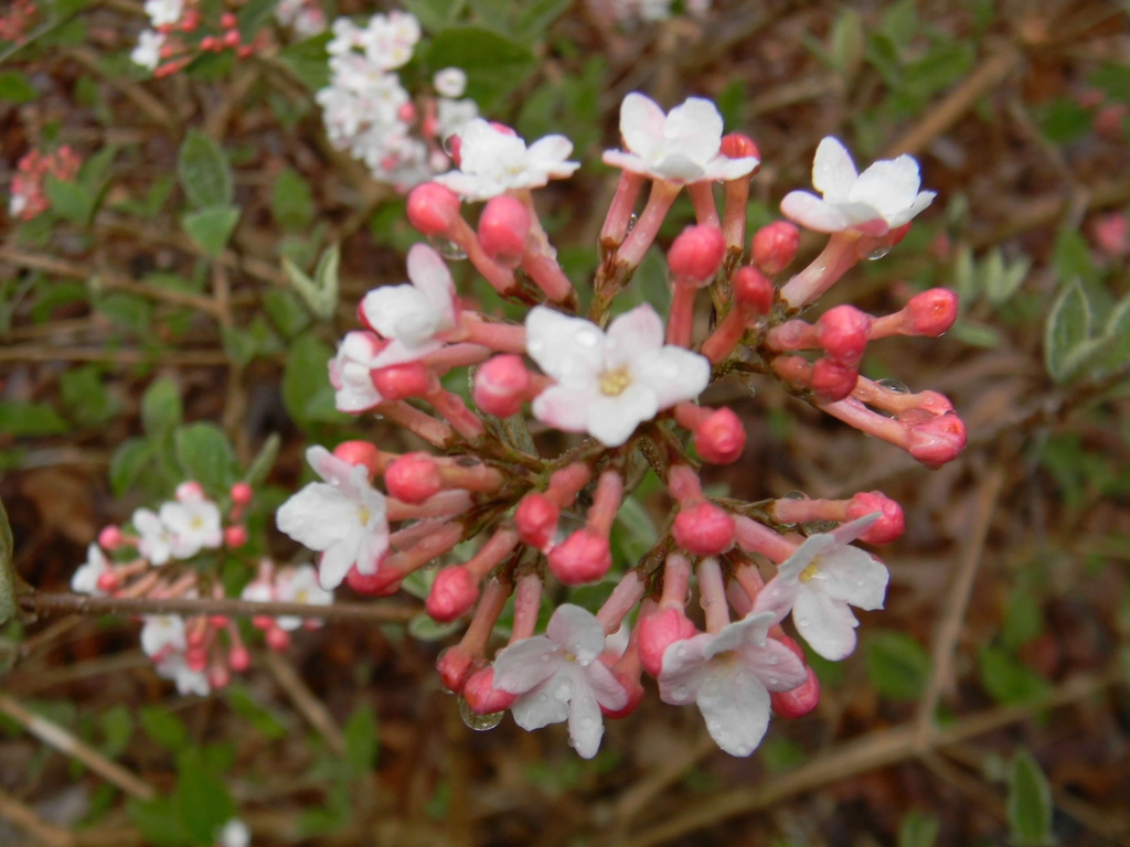 Viburnum x juddii