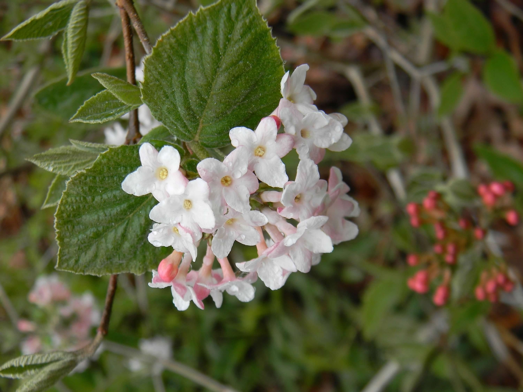 Viburnum x juddii