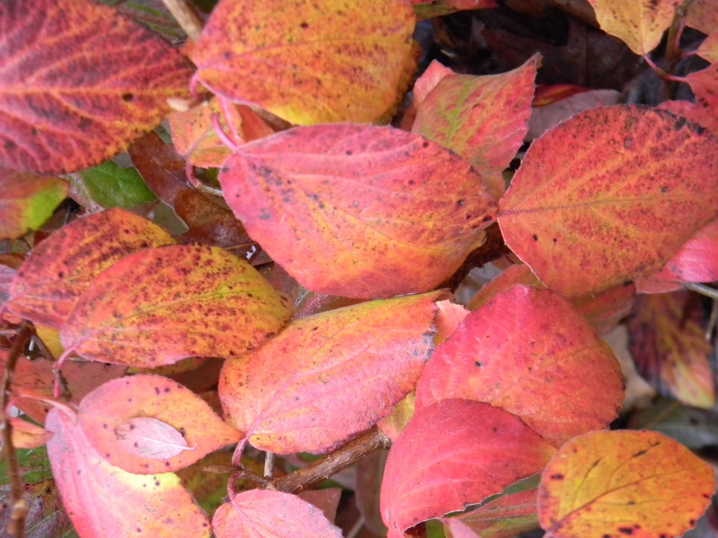 Viburnum x juddii