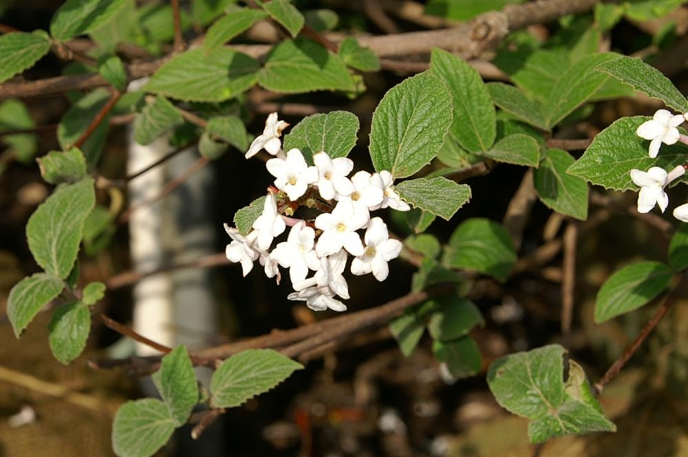 Viburnum x juddii