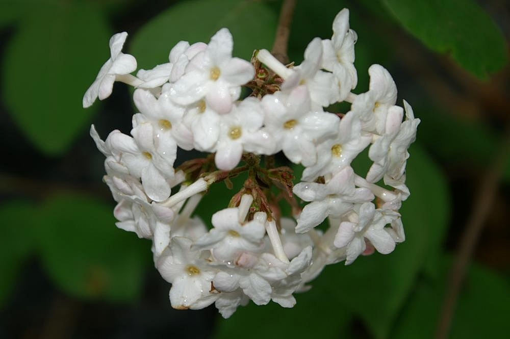 Close up of flower