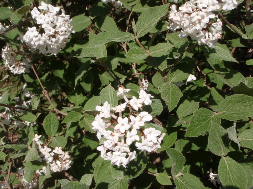 Flower and Leaves