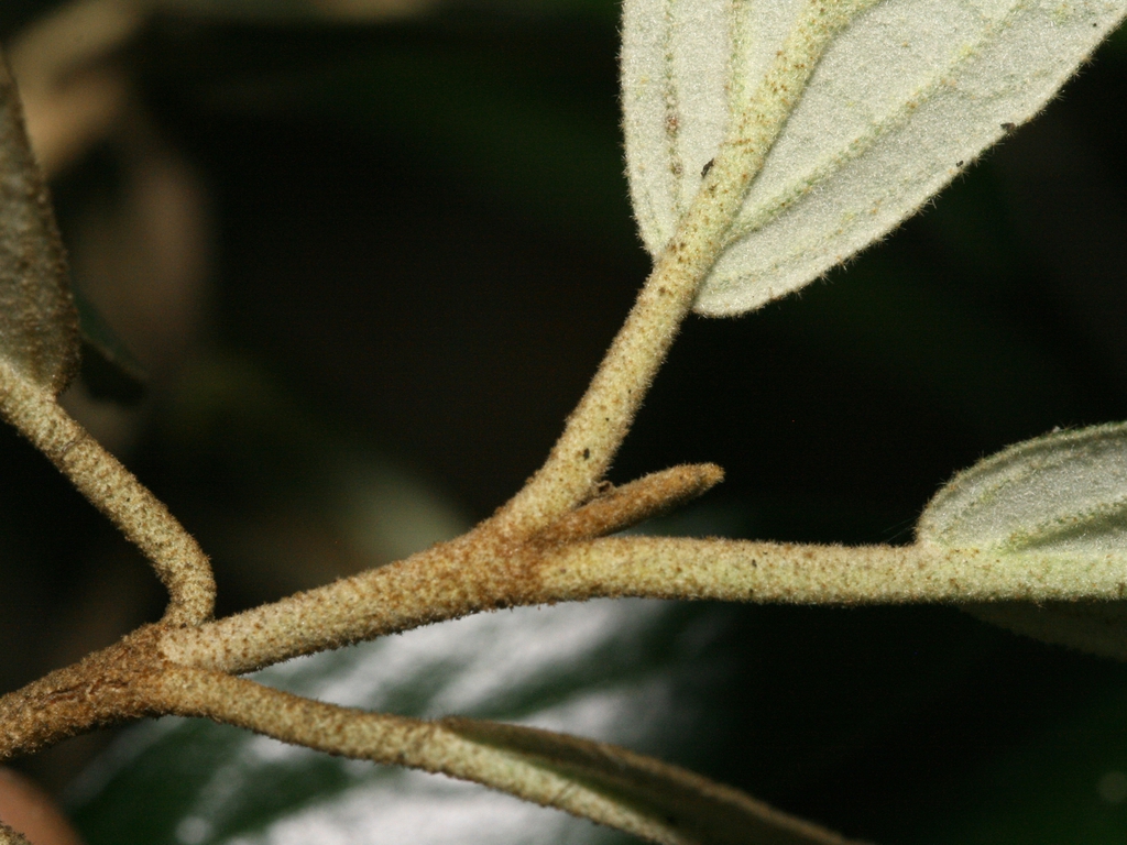 stem