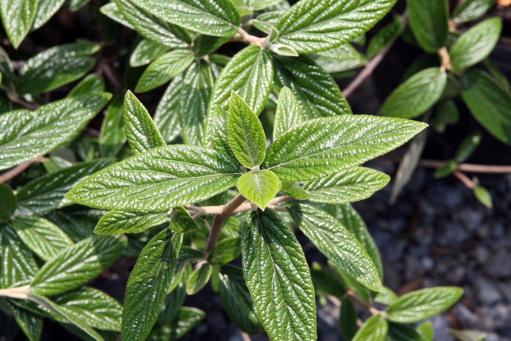 Viburnum x pragense