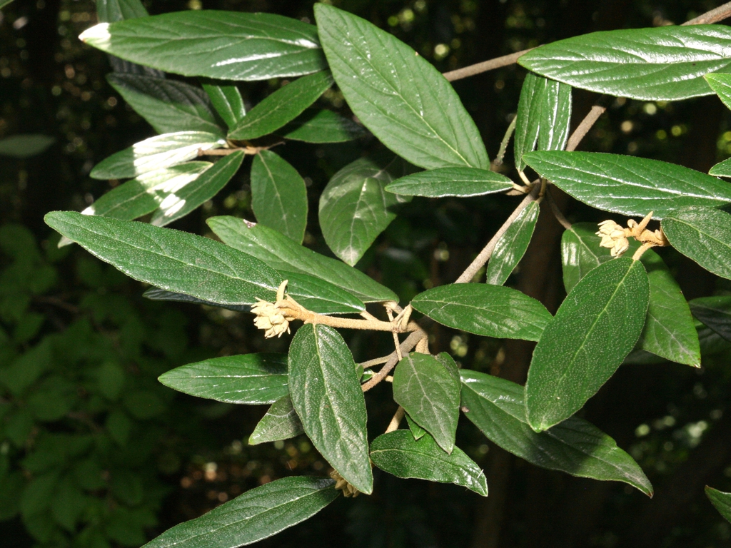 Viburnum x pragense
