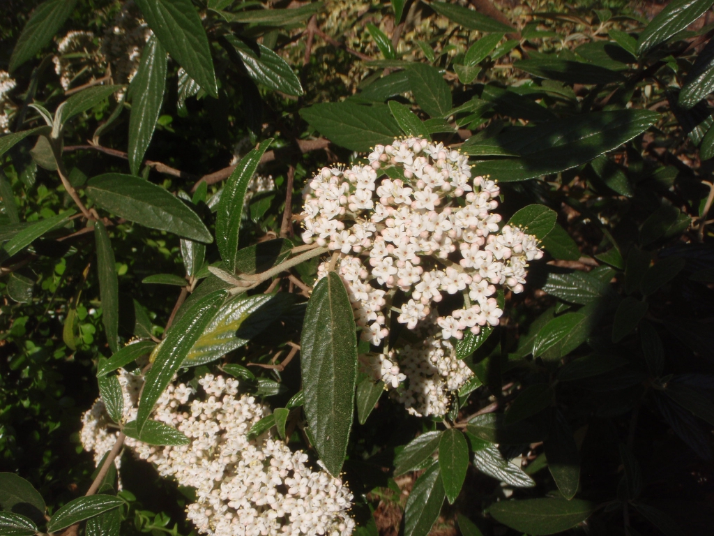 Flower and Leaves
