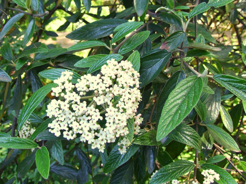 Viburnum x pragense