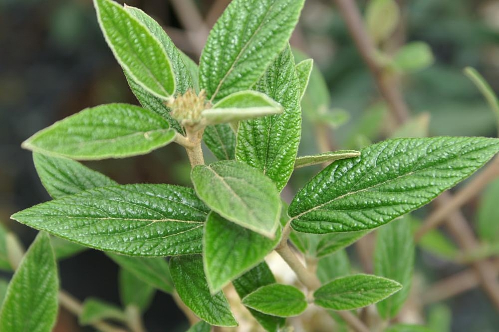 Leaves