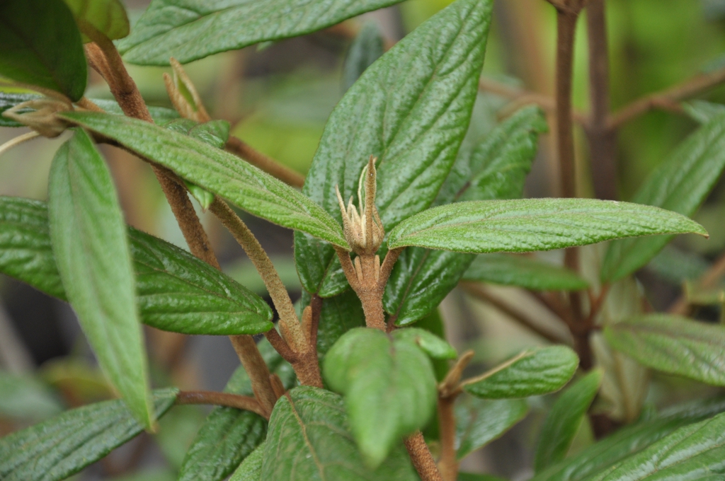Viburnum x pragense