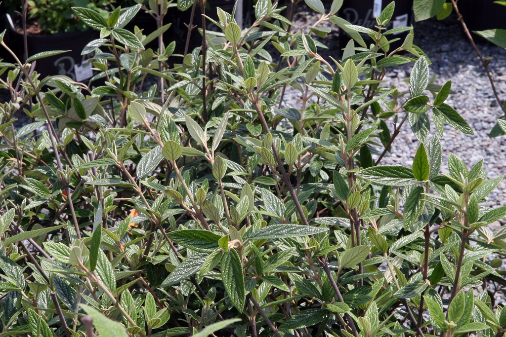 Viburnum x pragense