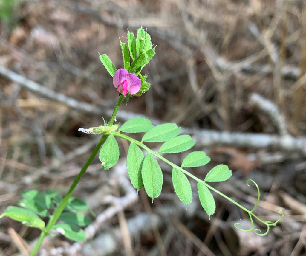 flower, spring, Union County, NC