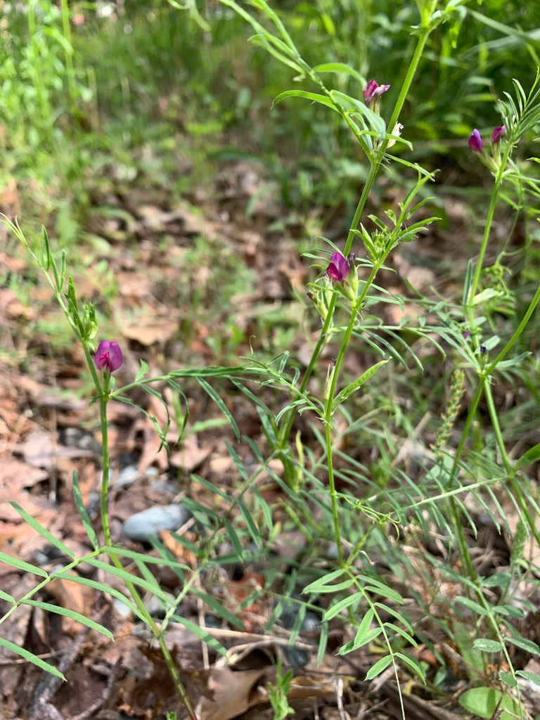 habit, spring, Union County, NC