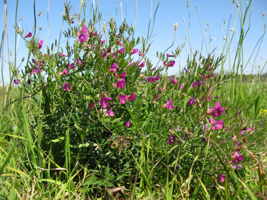 Vicia Sativa