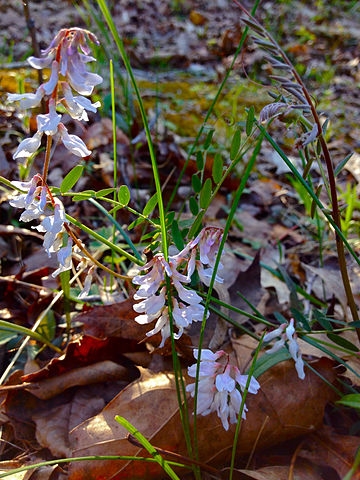 Flowering plant growing in a woodland setting