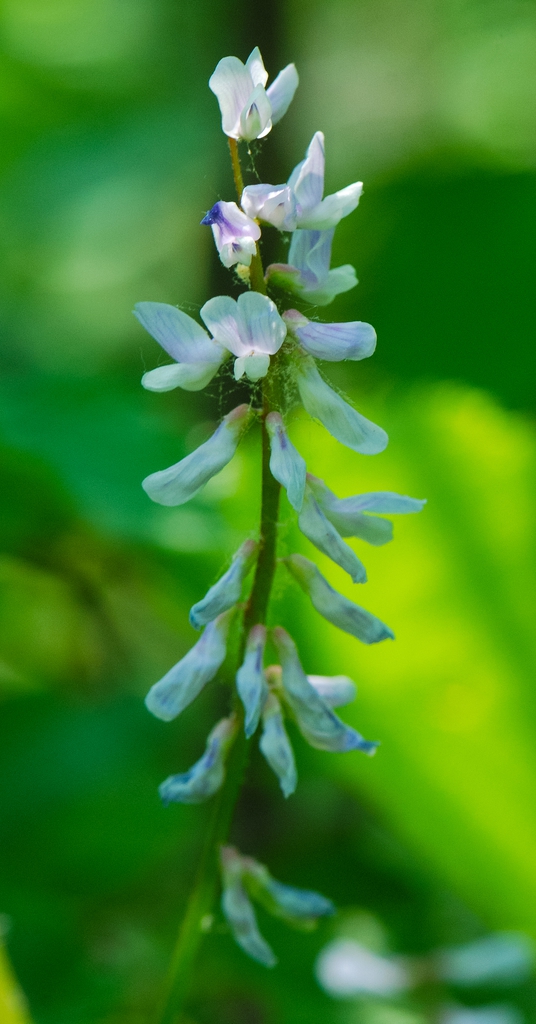 Flower buds forming