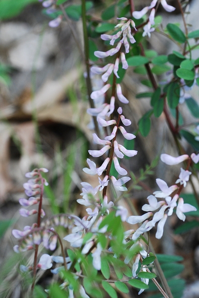 Clusters of light pink pea-like flowers