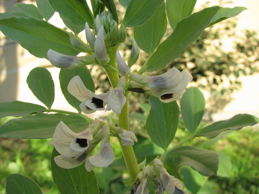 Vicia faba