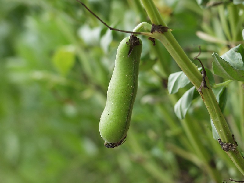 Vicia faba