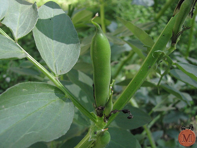 Vicia faba