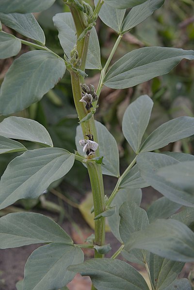 Vicia faba