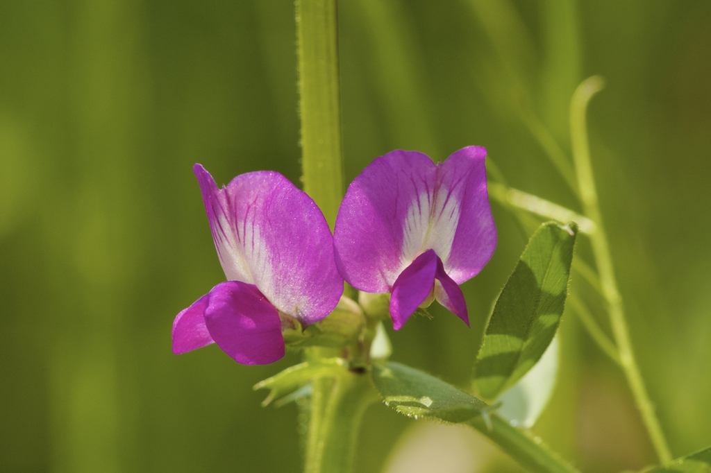 Vicia sativa