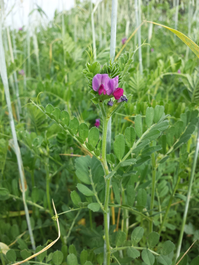 Vicia sativa