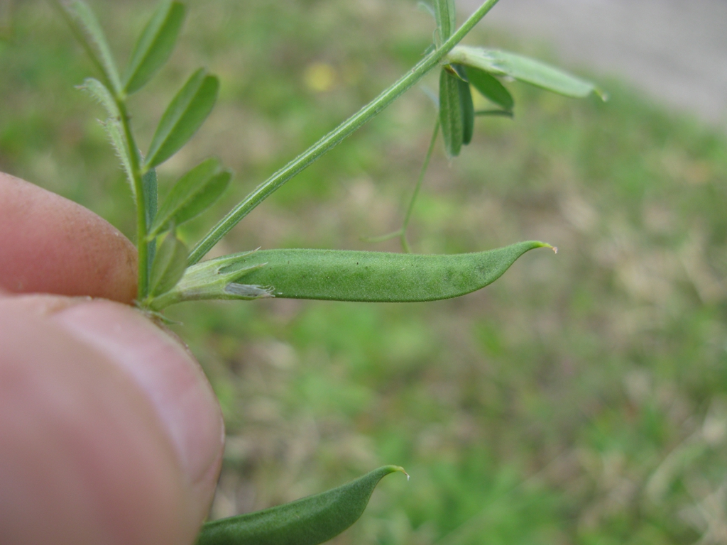 Vicia sativa