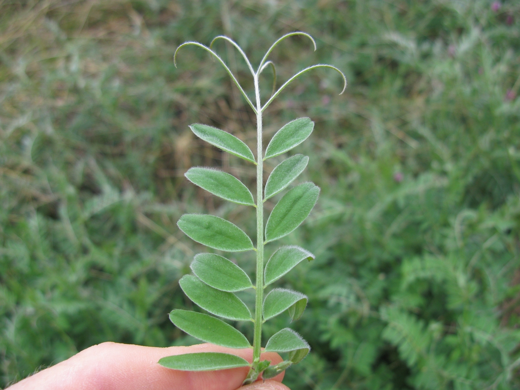 Vicia villosa
