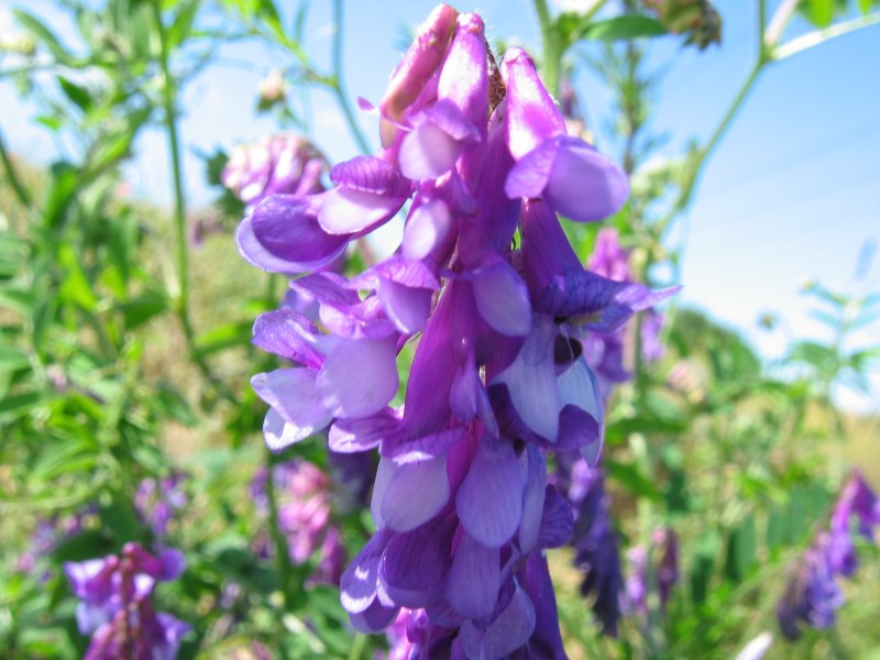 Vicia villosa