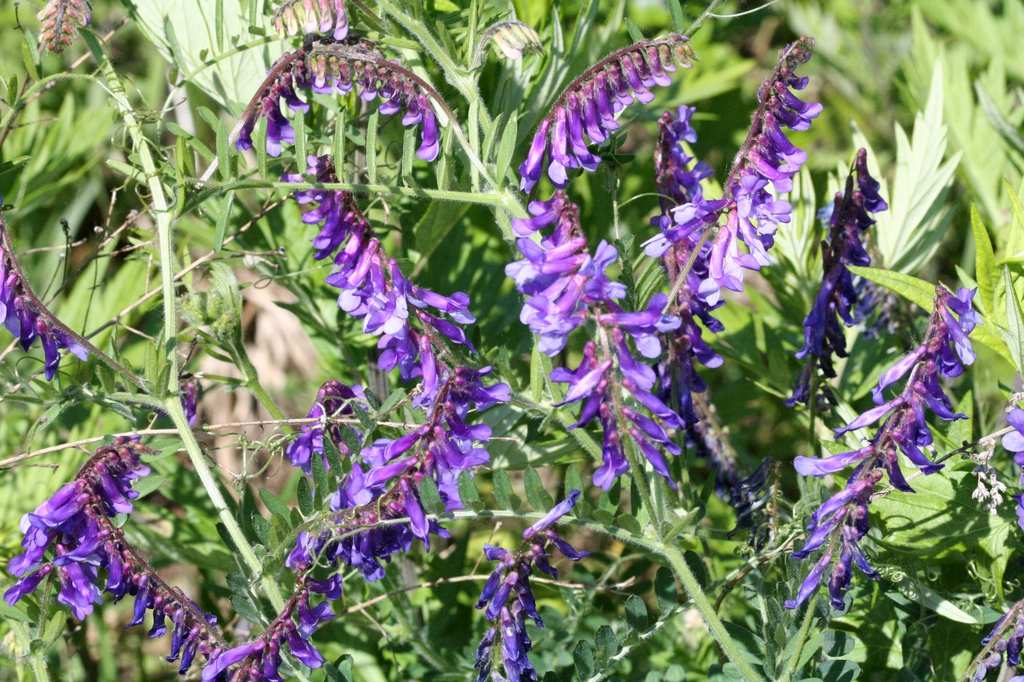 Vicia villosa