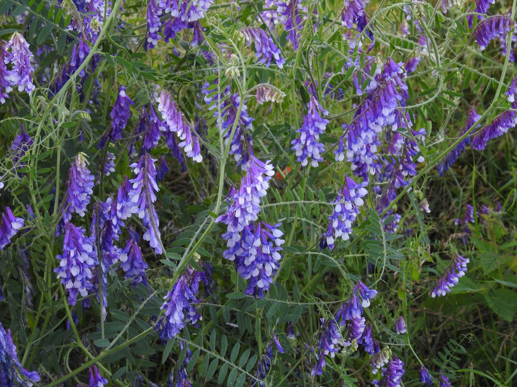 Vicia villosa