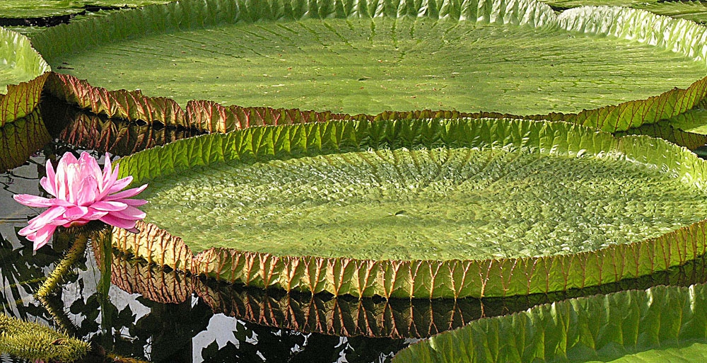 Form