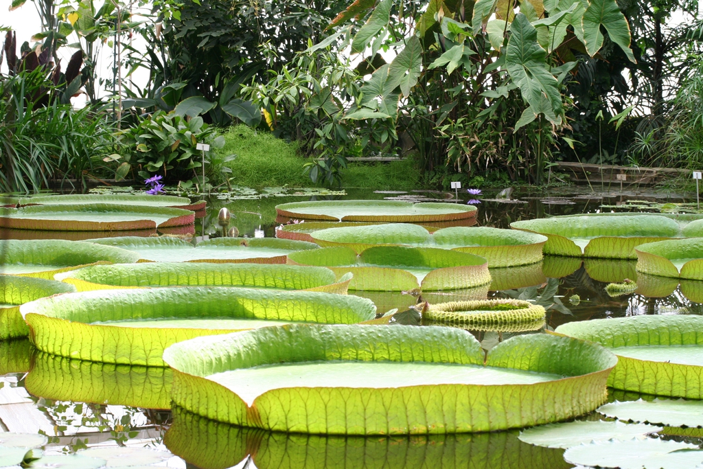 Victoria amazonica