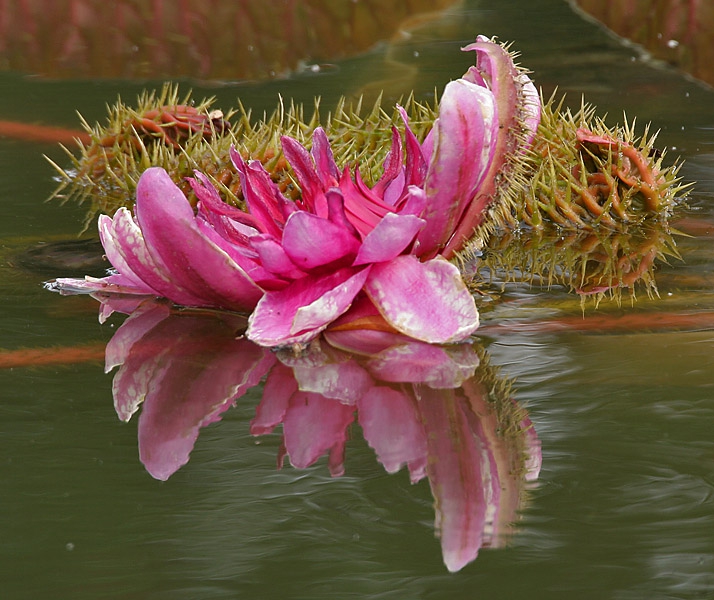 Victoria amazonica