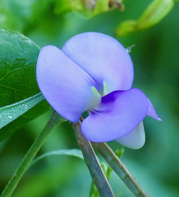 Bluish purple pea flower