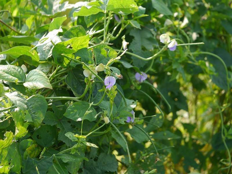 Dense foliage of trifoliolate leaves and long beans.