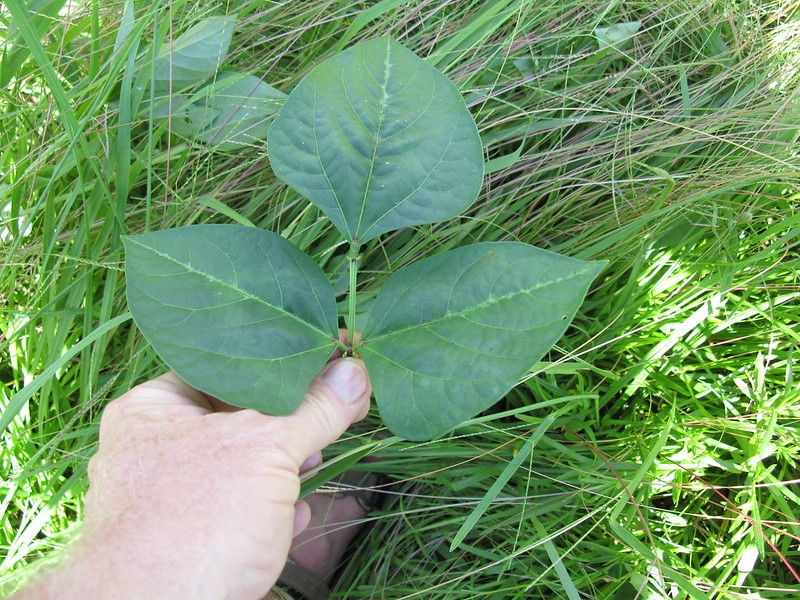 Hand cradling a trifoliolate leaf.