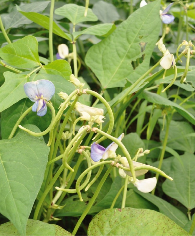 Flowers and long beans against the foliage of the plant.