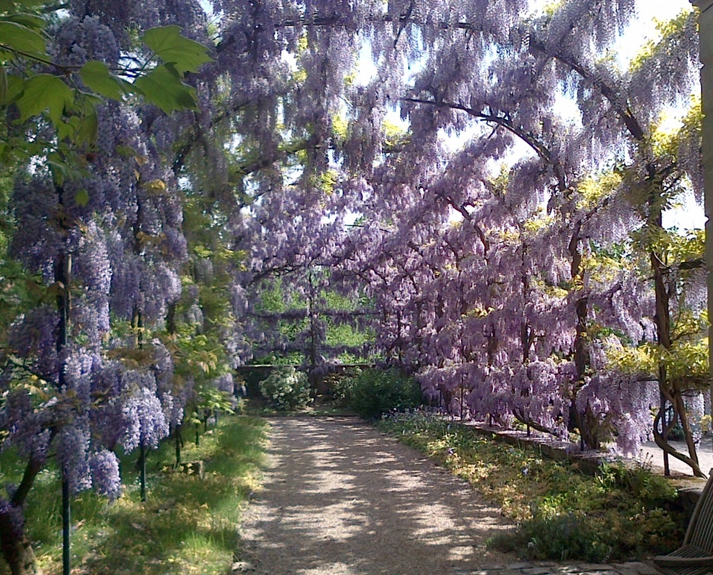 Vilmorin Wisteria sinensis
