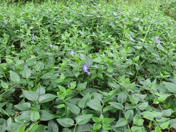 Leaves