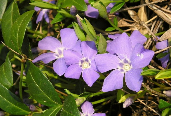 Flowers