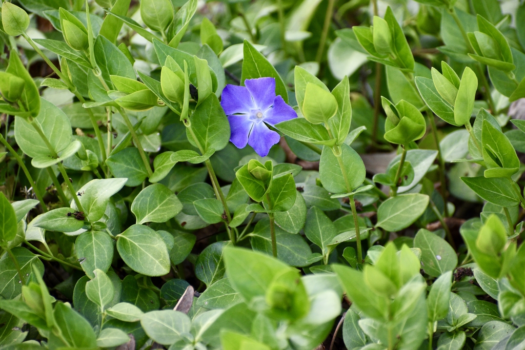 Form - Spring - Warren Co., NC