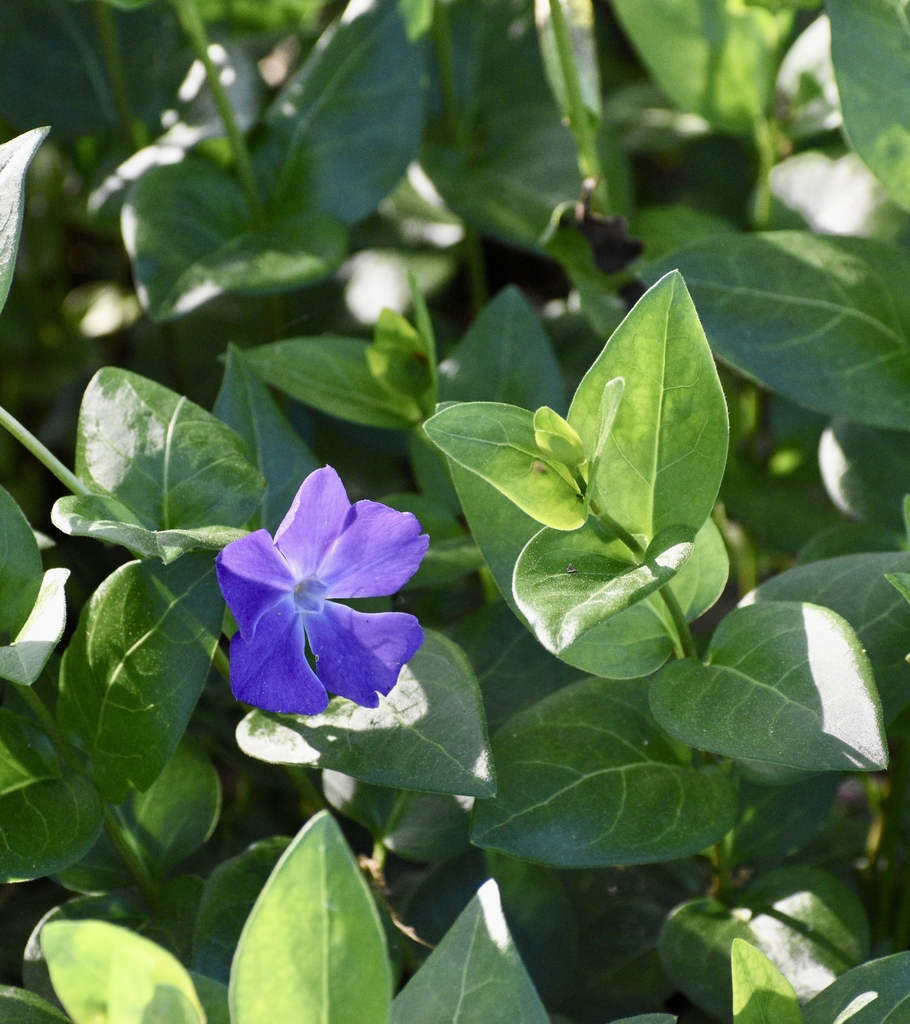 Flower & Leaves - Spring - Warren Co., NC