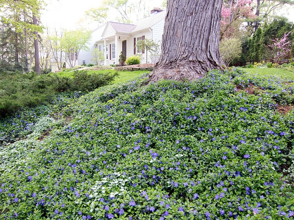 Vinca minor